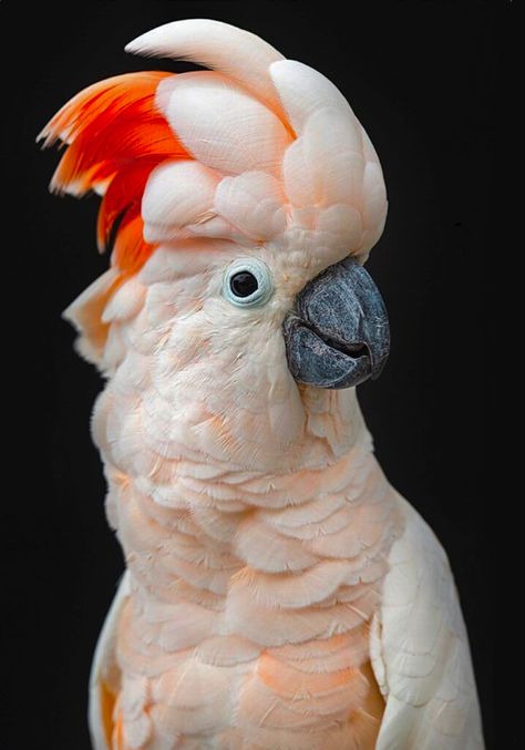 Moluccan Cockatoo, Maluku Islands, Pink Cockatoo, Hold Fast, Pet Bird, Colorful Animals, Pretty Birds, Bird Feathers, Amazing Nature