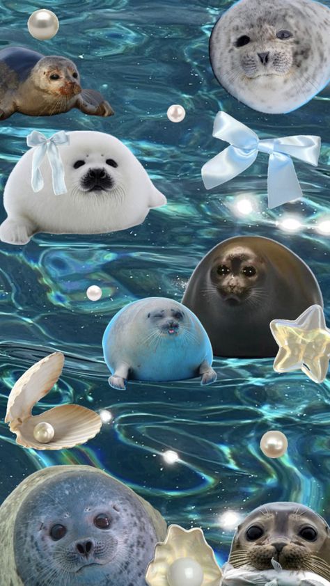 Cute Seals, Seal Pup, Lion Wallpaper, Beautiful Sea Creatures, Cute Wallpaper, Iphone Wallpaper Themes, Silly Images, Sea Lion, Homescreen Wallpaper