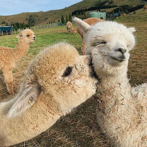 @stylegator on Instagram: “Give me a kiss 💋 | #love” Animals Kissing, Cute Alpaca, Super Cute Animals, Meme Template, Cute Animal Videos, Happy Animals, Cute Animal Pictures, Cute Creatures, Sweet Animals