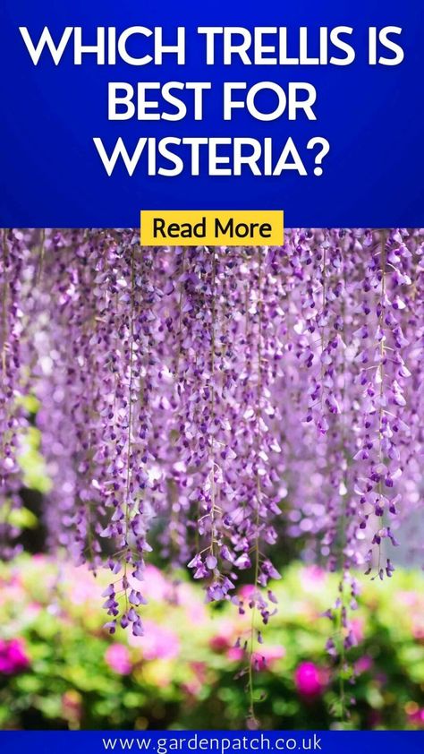 Which Trellis Is Best For Wisteria? 9 Trellis With Wisteria, Wisteria Vine Ideas, Wisteria On Trellis, Trellis For Wisteria, Wisteria Tunnel, Wisteria Trellis, Wisteria Arbor, American Wisteria, Gardening Layout