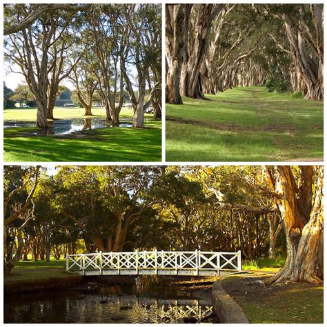 Centennial park sydney Centennial Park Sydney, Wedding Arch Greenery, Wedding Venues Sydney, Wedding Dresses Vintage Bohemian, Sydney Photography, Bridesmaid Bouquet White, Barcelona Wedding, Photo Shoot Location, Centennial Park