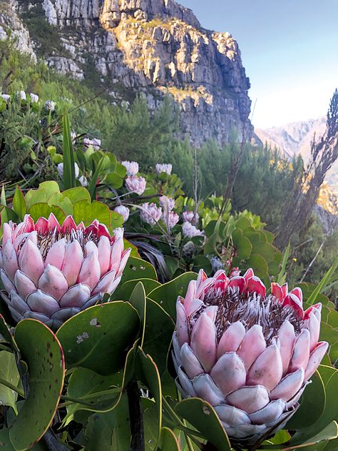 Happy Heritage Day South Africa!... - Struik Nature Club Happy Heritage Day South Africa, Happy Heritage Day, Heritage Day South Africa, South Africa Nature, South Africa Quotes, South African Flowers, Nature Club, Heritage Day, Succulent Garden Indoor