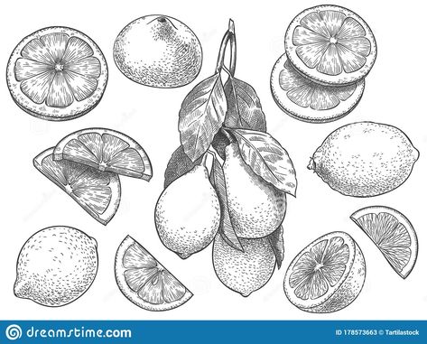 Lemon Slice Drawing, Clementine Sketch, Lemon Outline, Lemon Slice Tattoo, Citrus Tattoo, Lemon Sketch, Botanisches Tattoo, Lemon Drawing, Fruit Sketch