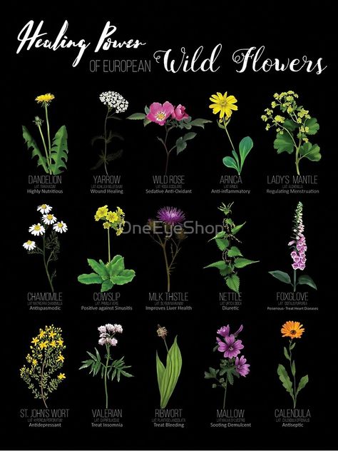 wildflower, biology, bloom, wildrose, dandelion, chamomile, thistle, botanical, countryside, herbal remedy, witch herb, botanical poster, flower aesthetic, flower, witches weeds, floral, forest, floral pattern, Wicca herbs Nature, Herbs Healing, Wicca Herbs, Healing Flowers, Witch Herbs, Witch Garden, Magic Herbs, Magical Herbs, Nature Spring