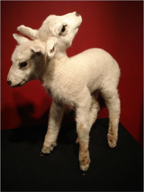 Two headed Lamb Taxidermy Two Headed Lamb, Deformed Animals, Lamb Cake, Taxidermy Art, Vulture Culture, Bang Bang, Show Us, Art Plastique, Horror Art