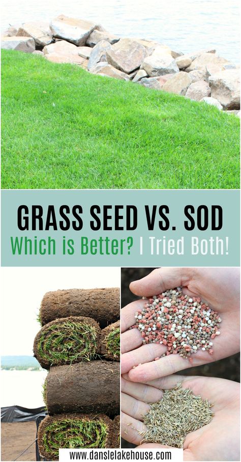 Planting Grass Seed, Planting Grass, Tattoo Plant, Growing Grass, Aerate Lawn, Diy Lawn, Healthy Lawn, Grass Seed, Green Lawn