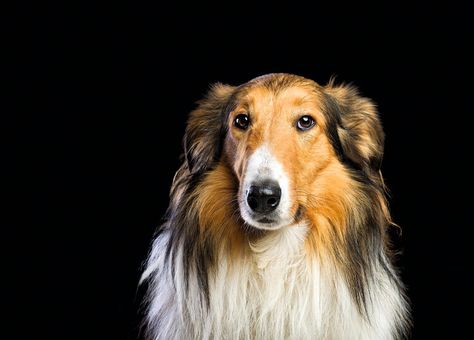 Rough collies: The dogs made famous by Lassie that are hardy, clever, agile, and 'good for the soul' — Country Life Welsh Springer Spaniel, Rough Collie, Smooth Collie, Old English Sheepdog, Border Terrier, Country Life Magazine, Farm Dogs, Magazine Article, English Sheepdog