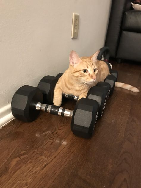 Oscar has been telling me hes trying to get buff for summer Buff Cat, Kitten Drawings, Kitten Essentials, Kitten Training, Kitten Videos, Kitten Christmas, Kitten House, Cat Gym, Hair Cleaning