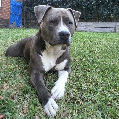 My dream Big Dogs Breeds, Biggest Dog In The World, Biggest Dog, Amstaff Puppy, Nature Friends, Bully Breeds Dogs, Dog Quote, Pit Bull Mix, Dogs Breeds