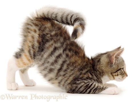 Squirrel-tail kitten pouncing, in a play-bow Cat Anatomy, Kitten Photos, Cat Reference, Tabby Kitten, Warrior Cats Art, Cat Pose, Cat Photography, Warrior Cat, Warrior Cats