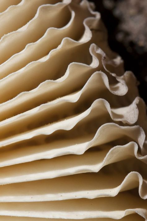 Art in Nature - mushroom gills with delicate layers, folds & rippled edges - natural textures; organic inspirations for design Mushroom Gills, Slime Mould, Bryan Cranston, Organic Art, Mushroom Fungi, Organic Form, Natural Forms, Patterns In Nature, Color Textures