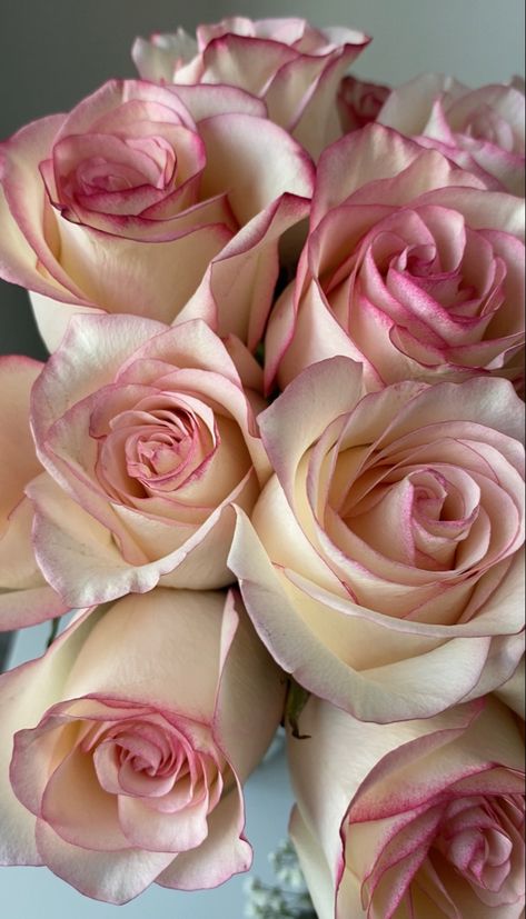 Photo of a bouquet of pale pink roses taken up-close and from an aerial perspective. Red Roses Wallpaper, Pale Pink Roses, Pink Rose Bouquet, Rose Background, Flower Background Wallpaper, Rose Wallpaper, Christmas Love, Flower Beauty, Flower Backgrounds