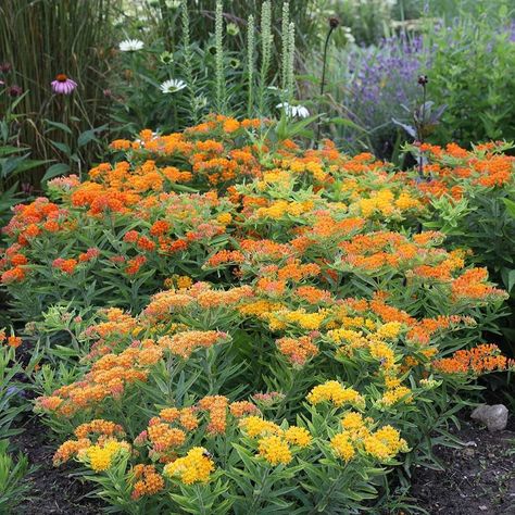 How To Build The Perfect Monarch Butterfly Garden - Here By Design Wildflower Garden Bed, Milkweed Garden, Monarch Butterfly Garden, Butterfly Garden Plants, Garden Wild, Butterfly Garden Design, Asclepias Tuberosa, White Flower Farm, Minimalist Garden