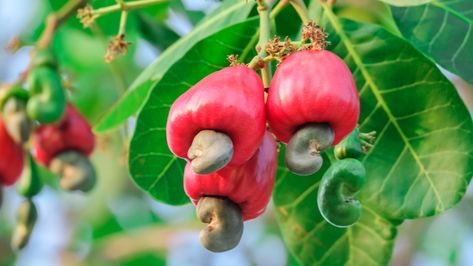 What Is A Cashew Apple And What Does It Taste Like? Cashew Nut Tree, Cashew Fruit, Cashew Apple, Cashew Tree, Large Flower Pots, Healthy Cholesterol Levels, Healthy Eyes, Apple Fruit, Fiber Rich