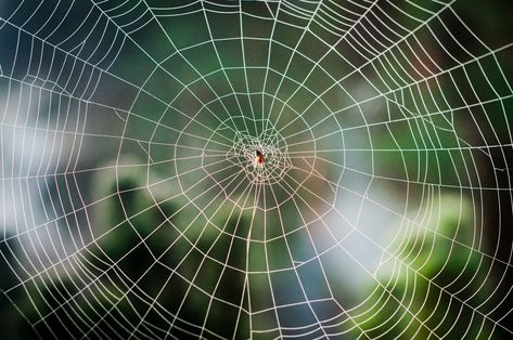 14 of the Most Elaborate Spider Webs Ever Found in Nature Spirals In Nature, Types Of Spiders, Spider Species, Garden Spider, Spider Silk, Spider Decorations, Fibonacci Spiral, Spooky Spiders, Sacred Architecture