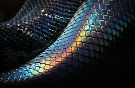 Black Rainbow Snake, Rainbow Python Snake, Black Iridescent Snake, Black Scales Aesthetic, Iridescent Snake, Black Scales, Snake Scales, Rainbow Snake, Python Snake