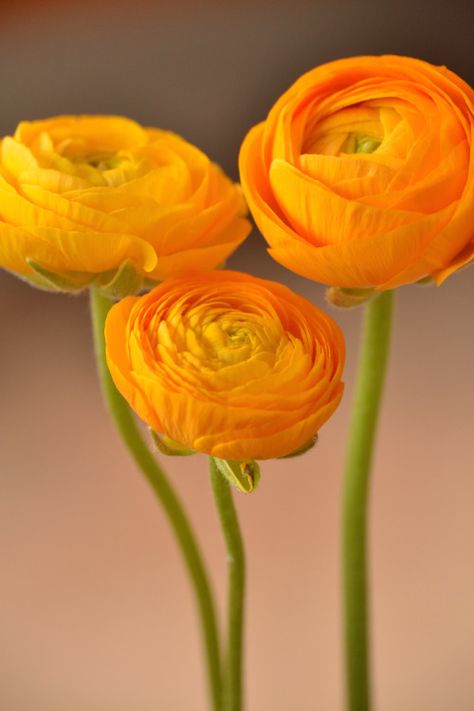 Orange Ranunculus, Ranunculus Bouquet, Grow Garden, Clouds And Stars, Flower Branding, Ranunculus Flowers, Beauty Flowers, Macro Flower, Flower Vase Arrangements