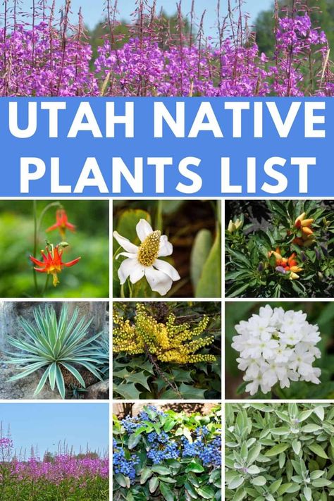 collage of flowers Conservation Garden Park Utah, Utah Native Plants Front Yards, Utah Plants Front Yards, Low Water Landscaping Front Yard Utah, Xeriscape Front Yard Plans, Utah Native Flowers, Front Yard Xeriscape Ideas Utah, Utah Xeriscape Front Yard, Best Plants For Utah Front Yards