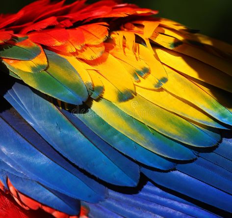 Parrot Wings, Parrot Wallpaper, A Level Textiles, Parrot Feather, Yellow Feathers, Macaw Parrot, Bird Wings, Blue Wings, Yellow Bird