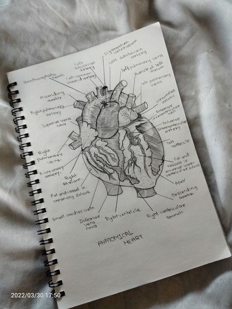 Sketching 
Heart anatomical 
Heart 
Pencil sketch Structure Sketch, Anatomical Heart Drawing, Heart Anatomical, Heart Structure, Anatomical Heart Art, Heart Diagram, Heart Sketch, Pinterest Diy Crafts, Cute Cartoon Images