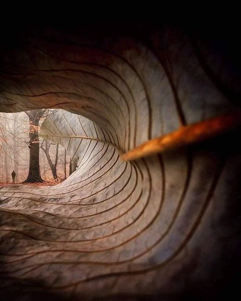 Nature is Lit on Twitter: "🔥 Through the lens of a fallen leaf! 🍁 Photo by William Smith… " Perspective Photography, Creation Photo, Fotografi Digital, Beginner Photo Editing, Creative Photography Techniques, Foto Tips, Picture Story, Types Of Photography, Trik Fotografi