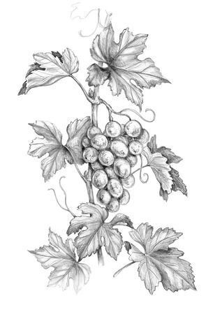 Grapevine Tattoo, Grapes Drawing, Mandala Logo Design, Grape Drawing, Pencil Drawing Inspiration, Easy Eye Drawing, Seahorse Art, Pyrography Patterns, Drawing Machine