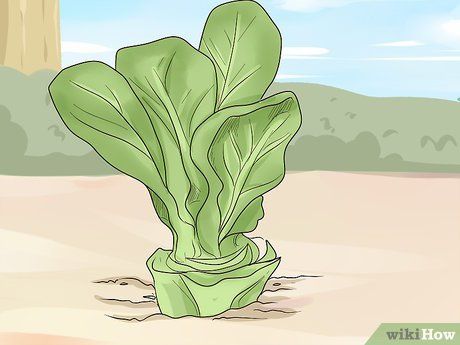 Boston Lettuce, Buttercrunch Lettuce, Planting Lettuce, How To Harvest Lettuce, Succession Planting, Head Of Lettuce, Landscape Inspiration, Garden Shears, Gardening 101