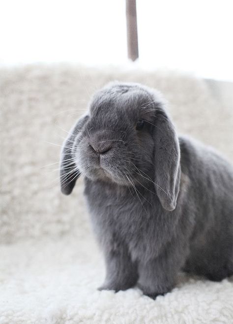 grey bunny Mini Lop Bunnies, Mice And Men, Rabbit Pictures, Rabbit Breeds, Beautiful Rabbit, Mini Lop, Bunny And Bear, Pet Bunny