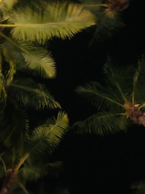 Night Aesthetic Beach, Trees At Night, Aesthetic Beach, Night Aesthetic, Palm Leaves, Palm Trees, At Night, Plant Leaves, Maine