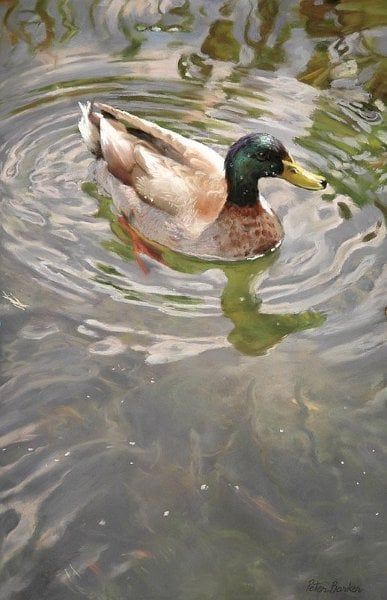 Woodland Animal Art, Duck Art, Nature Art Painting, Foto Art, Bird Pictures, Watercolor Inspiration, Water Painting, Watercolor Bird, Pastel Art