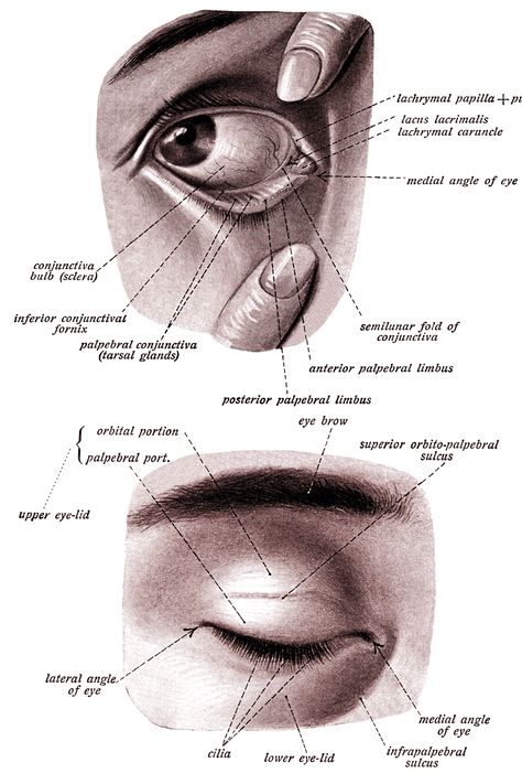 Anatomy of the Eyelid ~ Karen's Whimsy Eye Anatomy Diagram, Doctors Diary, Eyeball Anatomy, Eyes Anatomy, Goddess Of Egypt, Ancient Egyptian Architecture, Eye Study, Eye Anatomy, Boy Silhouette