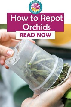 Repotting Orchids How To, Orchid Rescue, Transplanting Orchids, Orchid Repotting, Indoor Cactus Plants, Orchid Terrarium, Phalaenopsis Orchid Care, Repotting Orchids, Orchids In Water