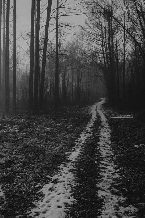 White Forest, Camping Photography, Forest Road, Forest Path, Road Less Traveled, Back Road, Dirt Road, Into The Wild, Dark Forest