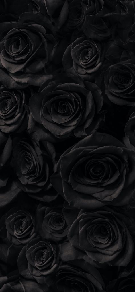 Wallpaper Crazy, Wallpaper Mawar, Black Roses Wallpaper, Dark Black Wallpaper, Black Wallpaper Iphone Dark, Gothic Wallpaper, Crazy Wallpaper, Black Background Wallpaper, Black Roses