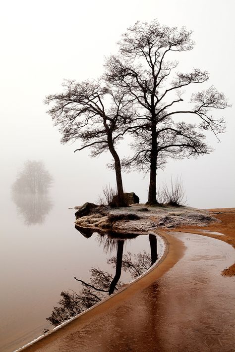 *Silence (by Anne Ståhl), tree, solitude, water, reflections, mysterious mist, misty, fog, foggy, beauty of Nature, beautiful, gorgeous, peaceful, photo Body Of Water, Beautiful Tree, Beautiful Photography, Amazing Nature, Nature Pictures, Nature Photos, Nature Beauty, Beautiful World, Beautiful Landscapes