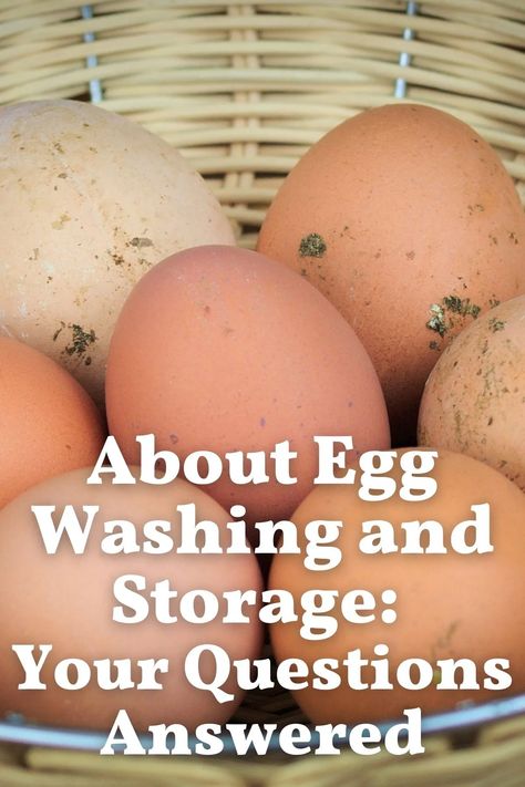 Washing Farm Fresh Eggs, Fresh Chicken Eggs Shelf Life, Egg Freshness Chart, Fresh Egg Shelf Life, Storing Farm Fresh Eggs, How To Wash Fresh Eggs, How To Sell Farm Fresh Eggs, Small Roadside Egg Stand, Daily Egg Organizer