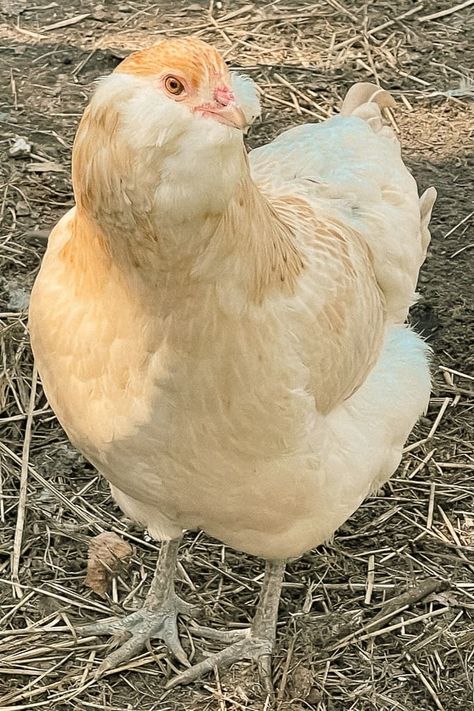 Americauna Chickens, Cinnamon Queen Chicken, Frizzle Chickens, Ameraucana Chicken, Easter Egger Chicken, Araucana Chickens, Wild Chicken, Chickens In The Winter, Homestead Animals