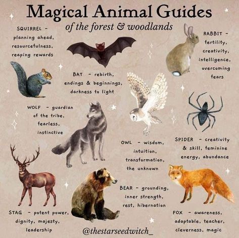 Animal Totem Spirit Guides, Spirit Animal Meaning, Owl Wisdom, Animal Meanings, Witches Familiar, Cultures Around The World, Spiritual Animal, Animal Spirit Guides, Witch Spirituality