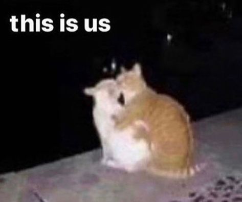 This is us wholesome meme Cat memes, cute cats, meme Cats To Send To Bf, Cute Things To Send To Your Bf, You Are My Moon, I Love My Girlfriend, Love My Boyfriend, Cute Memes, Wholesome Memes, Love Memes, Silly Cats