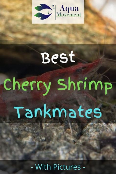 Shrimp Tanks Freshwater, Shrimp Tank Ideas Freshwater Aquarium, Cherry Shrimp Tank Ideas, Shrimp Tank Aquascape, Nano Shrimp Tank, Cherry Shrimp Tank, Shrimp Tank Ideas, Giant Shrimp, Grilled Pineapple Recipe