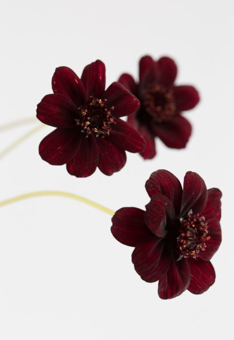 Chocolate Cosmos Aesthetic, Wedding Mural, Red Wedding Flowers Bouquet, Flower References, Chocolate Scent, Wine Aesthetic, Chocolate Cosmos, Flower Types, Flower Varieties