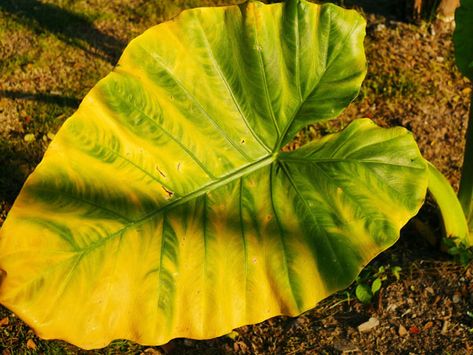 Elephant Plant Care, Elephant Ear Plant Care Outdoor, Elephant Ears Plants Landscaping, Elephant Ears Plants Indoor, Sunburn Pictures, Elephant Ear Plant Indoor, Elephant Ears Garden, Elephant Ears Plants, Elephant Ear Plant Care