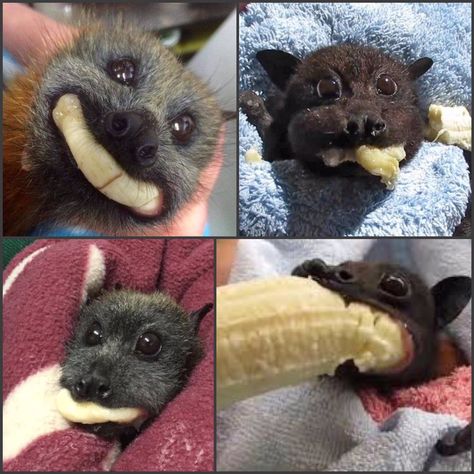 Dr Helen Ingram on X: "We’ve reached that point in the week where we would all benefit from seeing some baby bats eating bananas https://t.co/JfjqHsP2p7" / X Bat Eating Banana, Bat Reference, Bat Eating, Banana Meme, Eating Banana, Fox Bat, Bat Animal, Eating Bananas, Fruit Bat