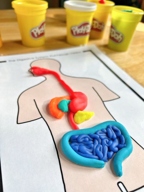 Human Body Experiments For Preschool, Human Body Kindergarten, Human Body Experiments, Digestive System Activities For Kids, Digestive System Clay Model, Human Body Preschool, Anatomy Lab, Human Body Preschool Activities, Body Activities For Preschool