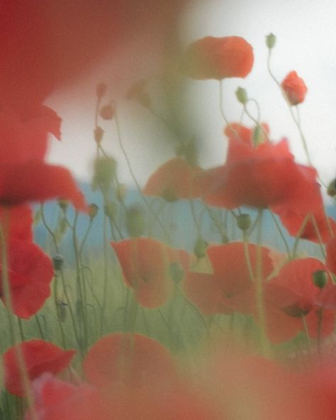 qualitity time with my sis // poppy #poppy #mohnfeld #shoot #light #portraitphotography #moment #nature #mohn #moments_in_visuals Poppies Aesthetic, Poppy Aesthetic, Poppy Garden, Wild Poppies, Original Characters, Poppy Flower, Greek Gods, Phone Backgrounds, Start Up