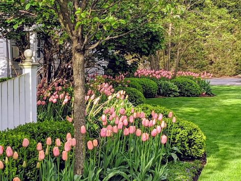 Tulip Update & Winding Down - Pretty Pink Tulips Tulips In Front Of House, Tulip Planting Ideas, Tulips In Garden, Tulip Landscape, Garden Landscaping Backyard, Planting Tulips, Tulips Garden, Garden Bulbs, Rock Garden Landscaping