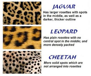 jaguar vs leopard vs cheetah animal print chart. people calling their leopard stuff cheetah print... lies! Tattoo Leopard, Jaguar Leopard, Cheetah Animal, Leopard Spots, Cheetahs, Big Cat, Snow Leopard, Leopards, Wild Life