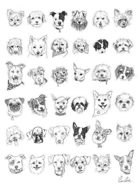 Tattoo Perro, Tattoos Dog, Tatoo Dog, Small Dog Tattoos, Dog Design Art, Portraits Art, Dog Sketch, 캐릭터 드로잉, Dog Tattoo