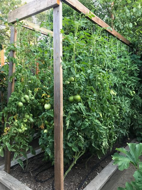 Our tomato trellis that I designed for 2017 was our best yet! Verticle Garden Tomatoes, Diy Tomato Greenhouse, Tomatoes Trellis Ideas, Trellis Ideas For Vegetable Gardens, Trellis Ideas For Tomatoes, Vegetable Trellis Ideas, Ideas For Tomatoes, Tomato Garden Ideas, Tomato Garden Trellis