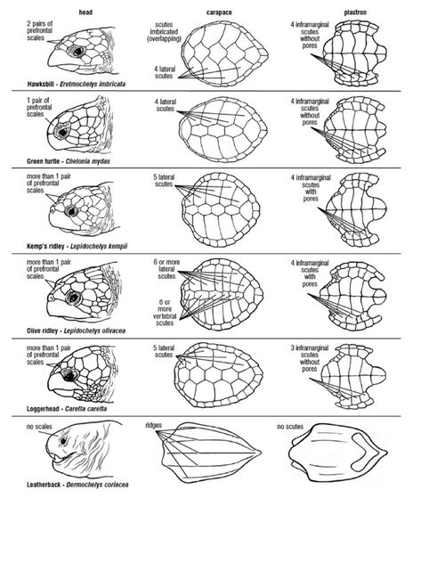 Scute patterns and shell morphology of the 7 sea turtle species. Reproduced from Wyneken, 2001, illustrations by Dawn Witherington. Sea Turtle Shell Pattern, Eclipse Drawings, Ceramic Armor, Turtle Species, Turtle Food, Sea Turtle Species, Sea Turtle Shell, Loggerhead Sea Turtle, Body Diagram